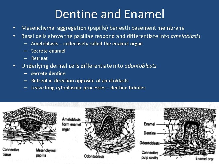 Dentine and Enamel • Mesenchymal aggregation (papilla) beneath basement membrane • Basal cells above