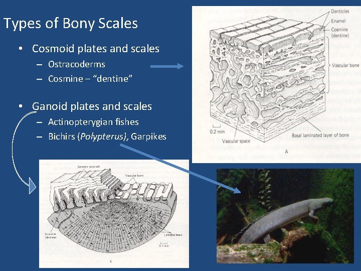 Types of Bony Scales • Cosmoid plates and scales – Ostracoderms – Cosmine –