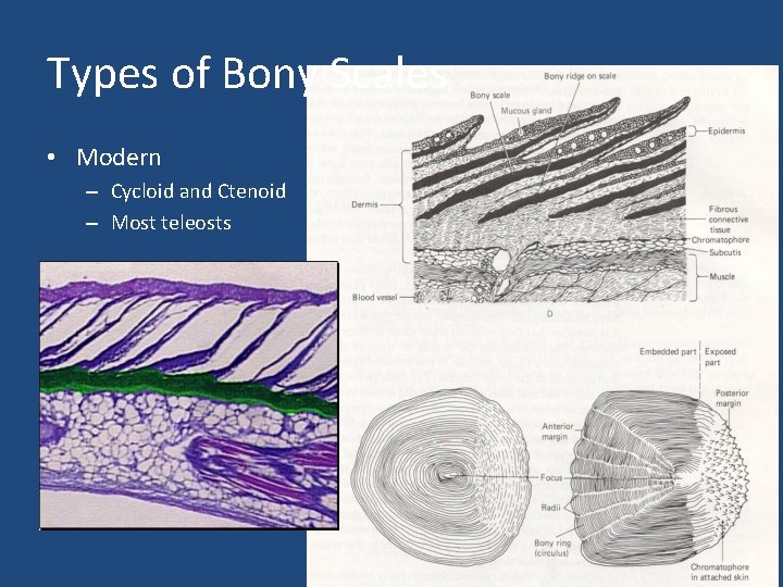 Types of Bony Scales • Modern – Cycloid and Ctenoid – Most teleosts 