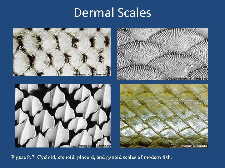 Dermal Scales Figure 8. 7: Cycloid, ctenoid, placoid, and ganoid scales of modern fish.