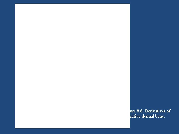 Figure 8. 8: Derivatives of primitive dermal bone. 