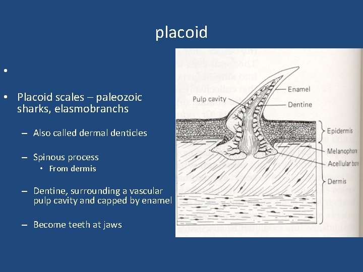 placoid • • Placoid scales – paleozoic sharks, elasmobranchs – Also called dermal denticles