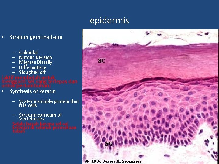 epidermis • Stratum germinativum – – – Cuboidal Mitotic Division Migrate Distally Differentiate Sloughed