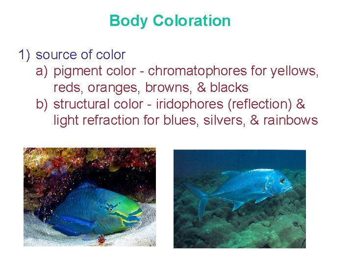 Body Coloration 1) source of color a) pigment color - chromatophores for yellows, reds,