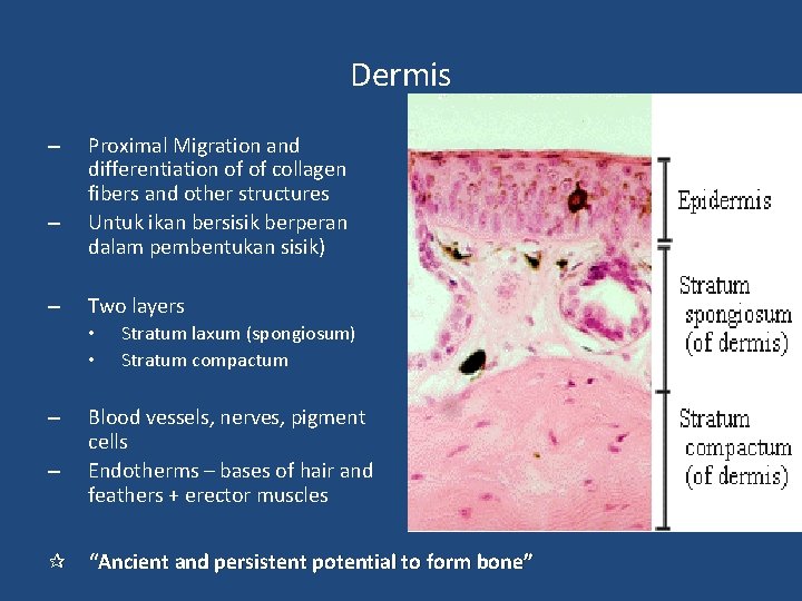 Dermis – – – Proximal Migration and differentiation of of collagen fibers and other