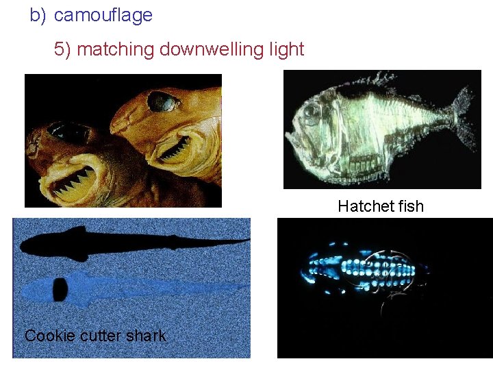 b) camouflage 5) matching downwelling light Hatchet fish Cookie cutter shark 