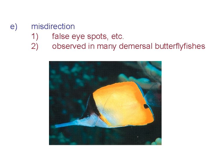 e) misdirection 1) false eye spots, etc. 2) observed in many demersal butterflyfishes 