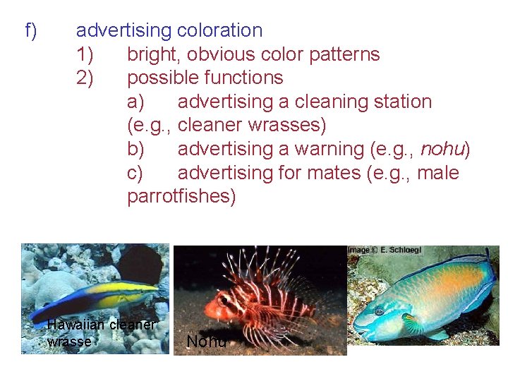 f) advertising coloration 1) bright, obvious color patterns 2) possible functions a) advertising a