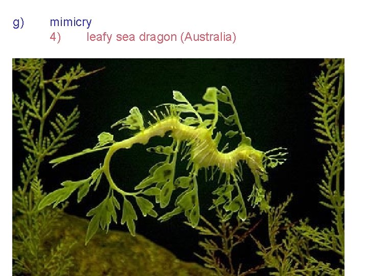 g) mimicry 4) leafy sea dragon (Australia) 