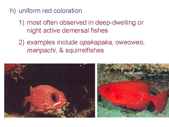 h) uniform red coloration 1) most often observed in deep-dwelling or night active demersal