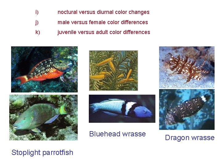 i) noctural versus diurnal color changes j) male versus female color differences k) juvenile