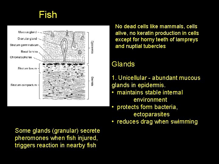 Fish No dead cells like mammals, cells alive, no keratin production in cells except