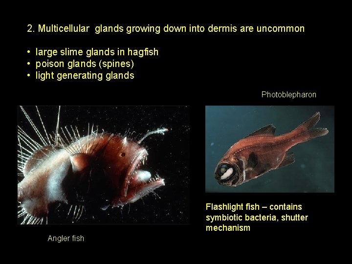 2. Multicellular glands growing down into dermis are uncommon • large slime glands in