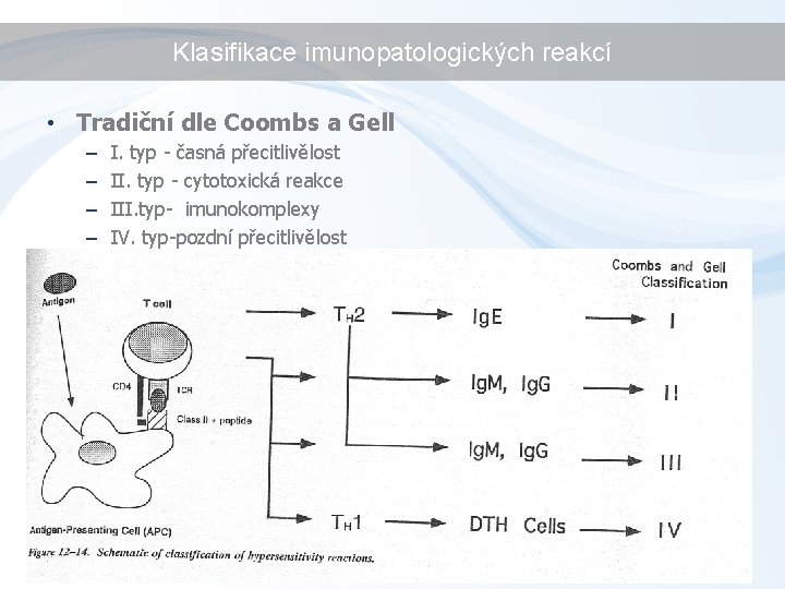 Klasifikace imunopatologických reakcí • Tradiční dle Coombs a Gell – – I. typ -