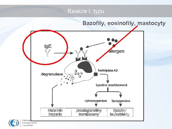 Reakce I. typu Bazofily, eosinofily, mastocyty 