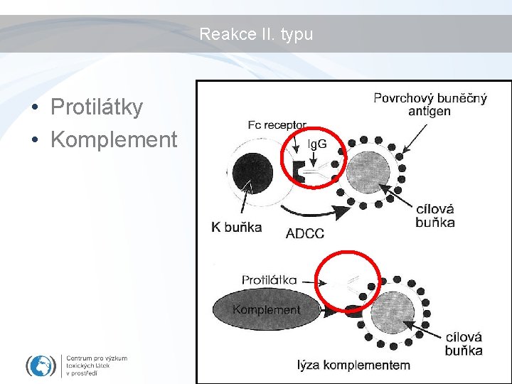 Reakce II. typu • Protilátky • Komplement 