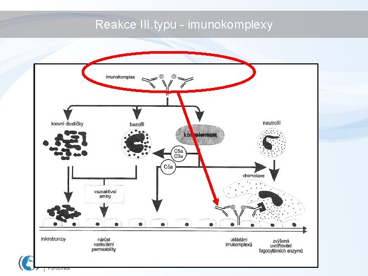 Reakce III. typu - imunokomplexy 