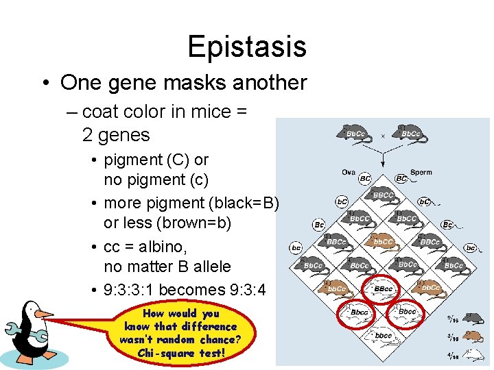 Epistasis • One gene masks another – coat color in mice = 2 genes