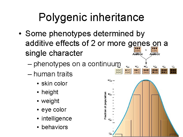 Polygenic inheritance • Some phenotypes determined by additive effects of 2 or more genes