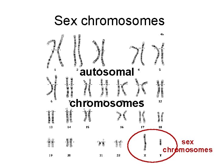 Sex chromosomes autosomal chromosomes sex chromosomes 