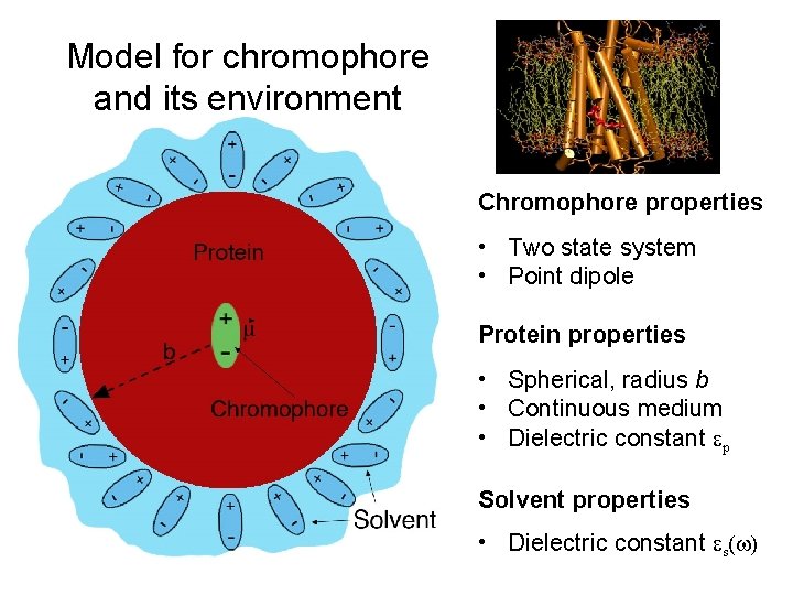 Model for chromophore and its environment Chromophore properties • Two state system • Point