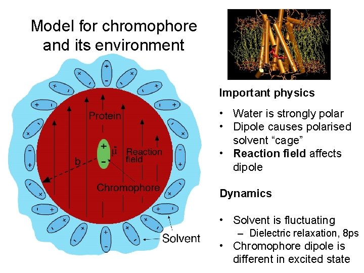 Model for chromophore and its environment Important physics • Water is strongly polar •