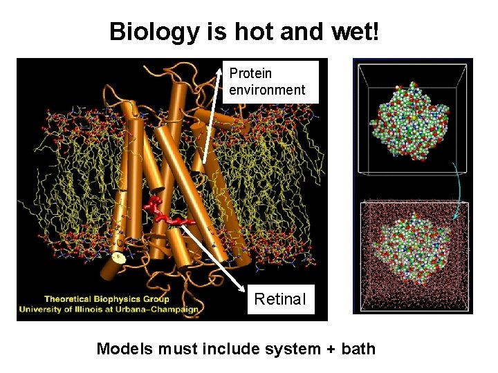 Biology is hot and wet! Protein environment Retinal Models must include system + bath