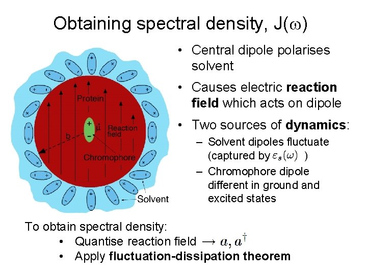 Obtaining spectral density, J( ) • Central dipole polarises solvent • Causes electric reaction