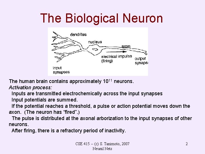 The Biological Neuron The human brain contains approximately 1011 neurons. Activation process: Inputs are