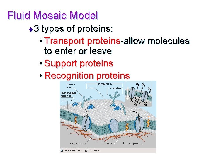 Fluid Mosaic Model t 3 types of proteins: • Transport proteins-allow molecules to enter