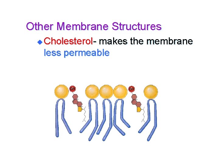 Other Membrane Structures u Cholesterol- makes the membrane less permeable 