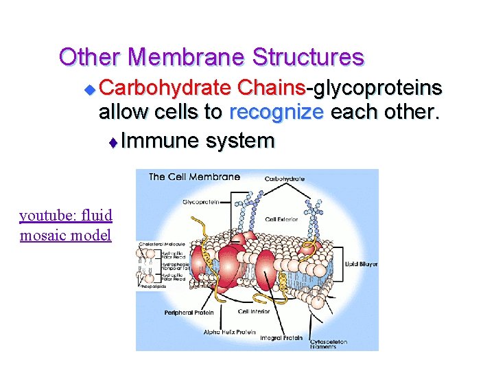 Other Membrane Structures u Carbohydrate Chains-glycoproteins allow cells to recognize each other. t Immune