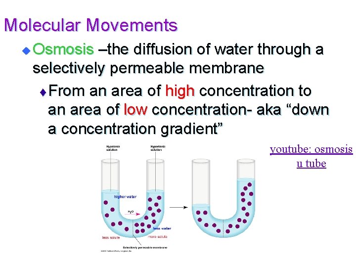 Molecular Movements u Osmosis –the diffusion of water through a selectively permeable membrane t