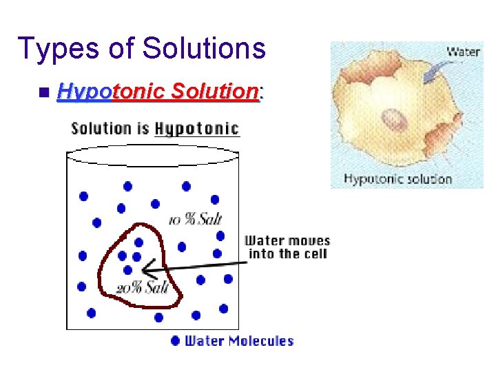 Types of Solutions n Hypotonic Solution: 