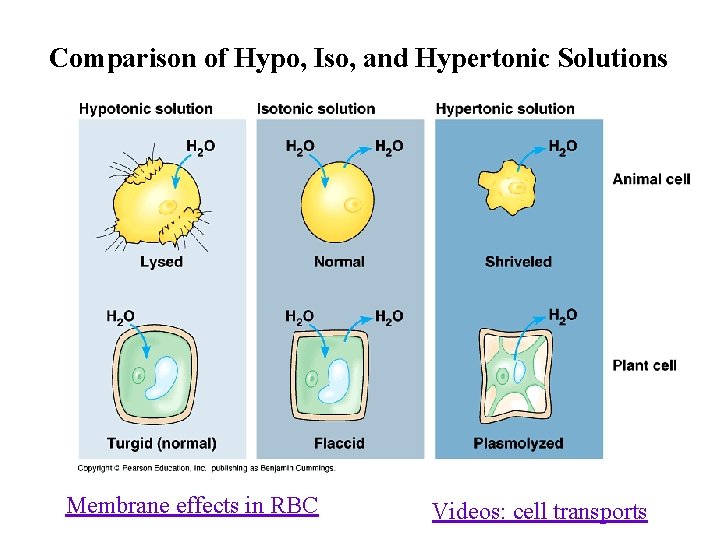 Comparison of Hypo, Iso, and Hypertonic Solutions Membrane effects in RBC Videos: cell transports