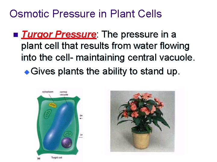 Osmotic Pressure in Plant Cells n Turgor Pressure: The pressure in a plant cell