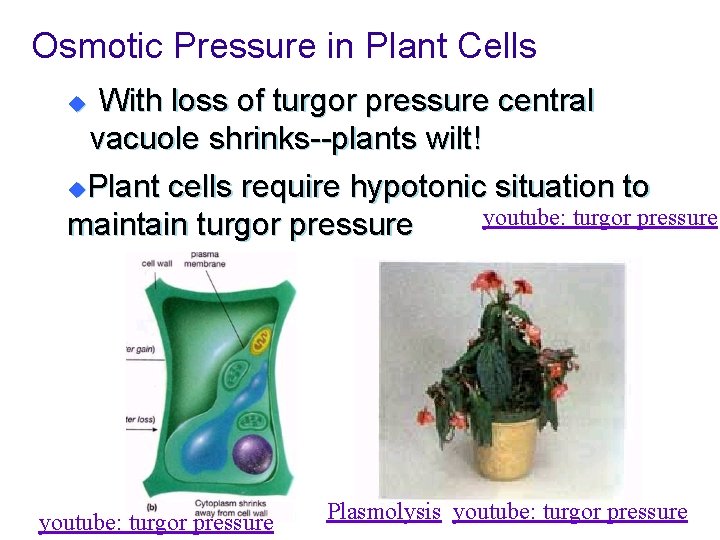 Osmotic Pressure in Plant Cells With loss of turgor pressure central vacuole shrinks--plants wilt!