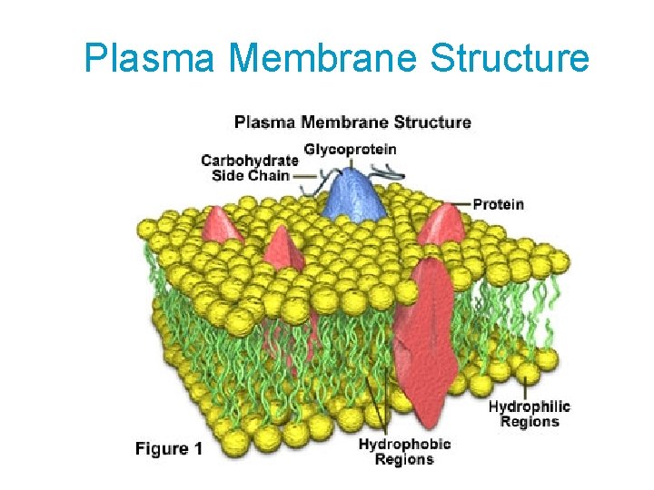 Plasma Membrane Structure 