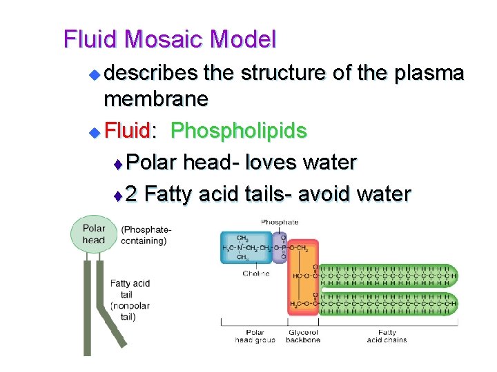 Fluid Mosaic Model describes the structure of the plasma membrane u Fluid: Phospholipids t