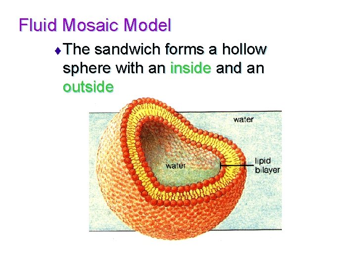 Fluid Mosaic Model t The sandwich forms a hollow sphere with an inside and