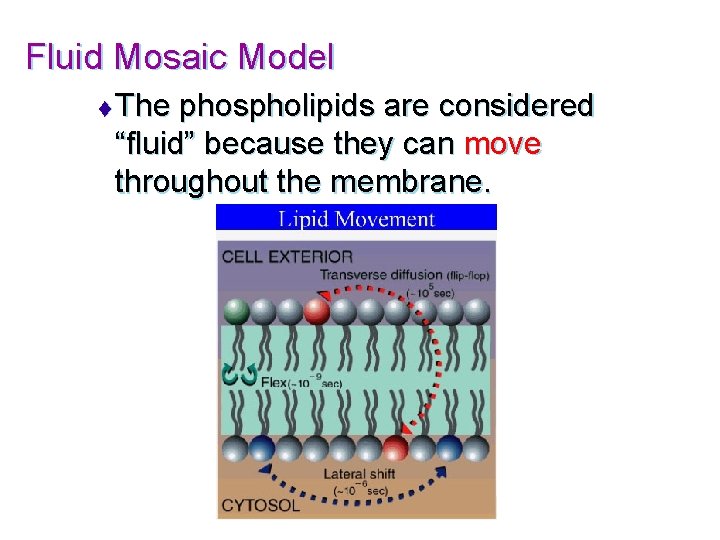 Fluid Mosaic Model t The phospholipids are considered “fluid” because they can move throughout