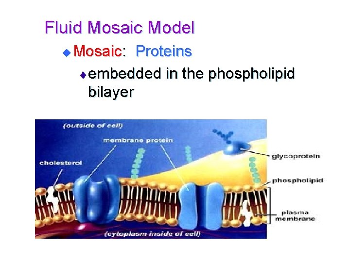 Fluid Mosaic Model u Mosaic: Proteins t embedded in the phospholipid bilayer 