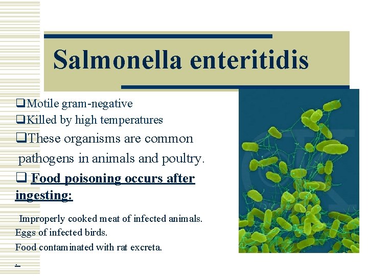 Salmonella enteritidis q. Motile gram-negative q. Killed by high temperatures q. These organisms are