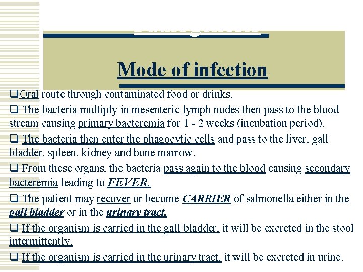 Pathogenesis Mode of infection q. Oral route through contaminated food or drinks. q The
