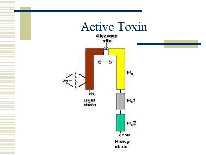 Active Toxin 