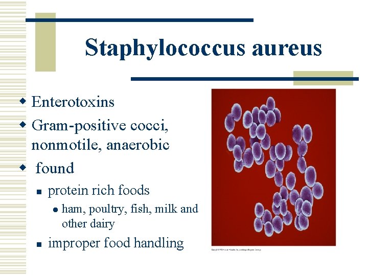 Staphylococcus aureus w Enterotoxins w Gram-positive cocci, nonmotile, anaerobic w found n protein rich