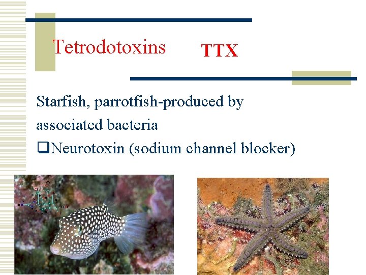 Tetrodotoxins TTX Starfish, parrotfish-produced by associated bacteria q. Neurotoxin (sodium channel blocker) 