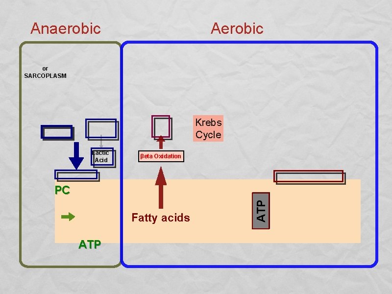 Anaerobic Aerobic or SARCOPLASM Krebs Cycle Lactic Acid βeta Oxidation Fatty acids ATP PC