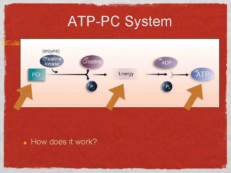 ATP-PC System (enzyme) How does it work? 