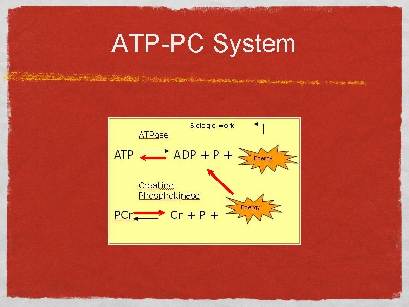 ATP-PC System 